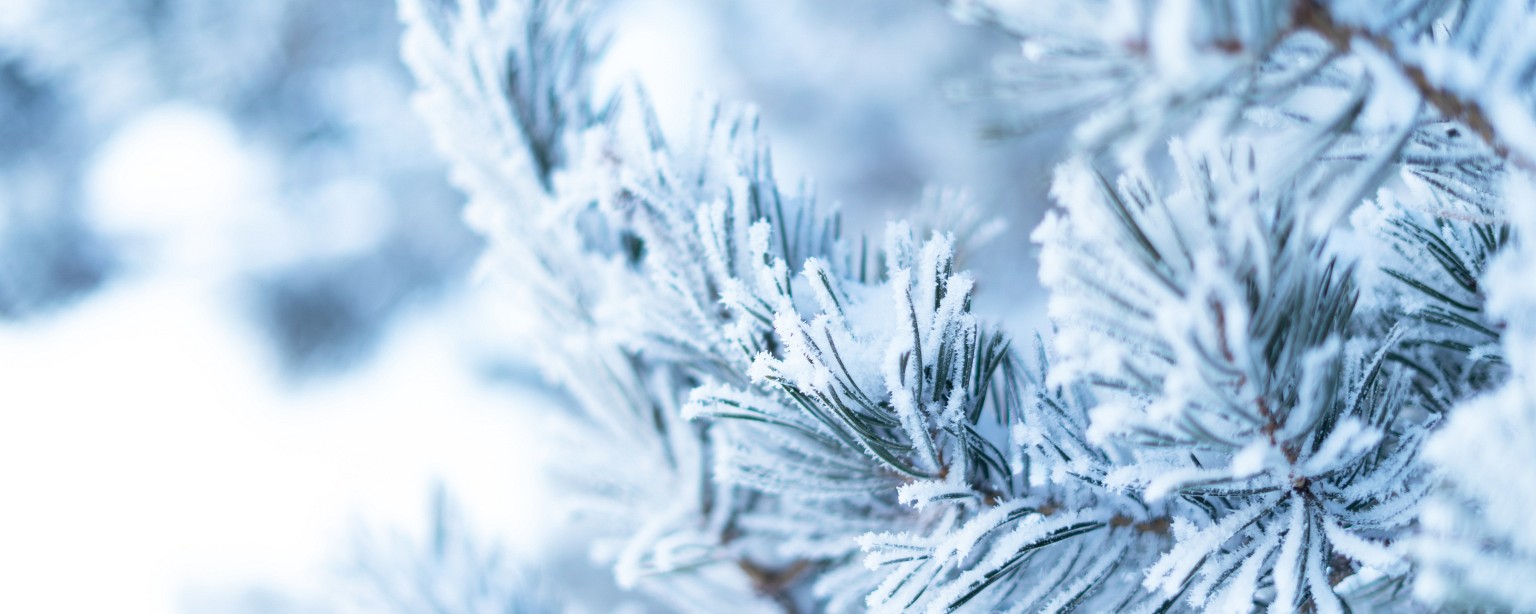 Leuveld | Hinrichs | Huelsmann Trees and plants