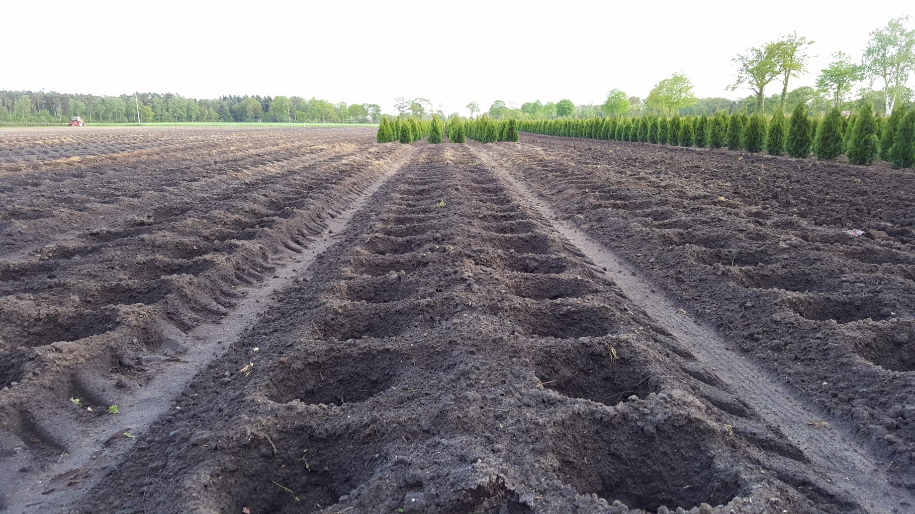 Leuveld | Hinrichs | Huelsmann Bomen en planten
