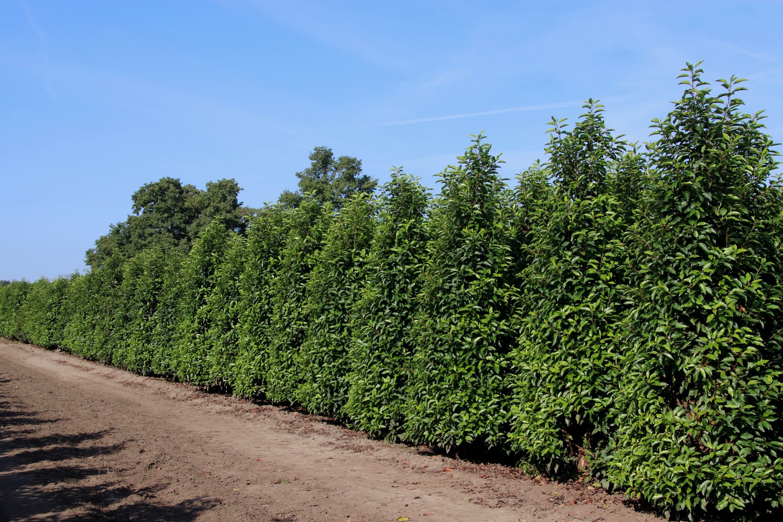Leuveld | Hinrichs | Huelsmann Bomen en planten